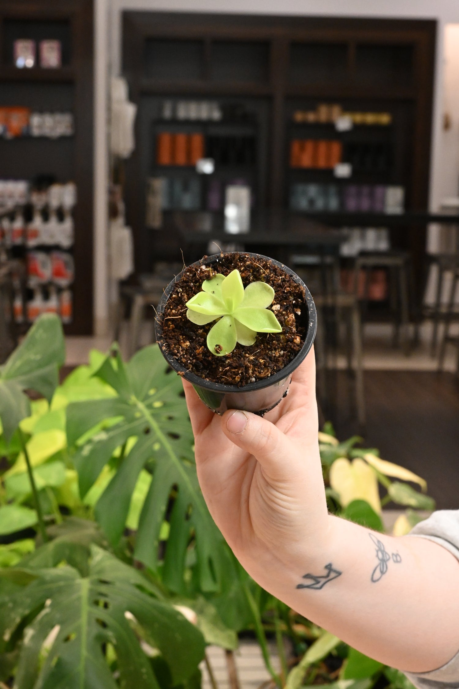 Pinguicula Gigantea