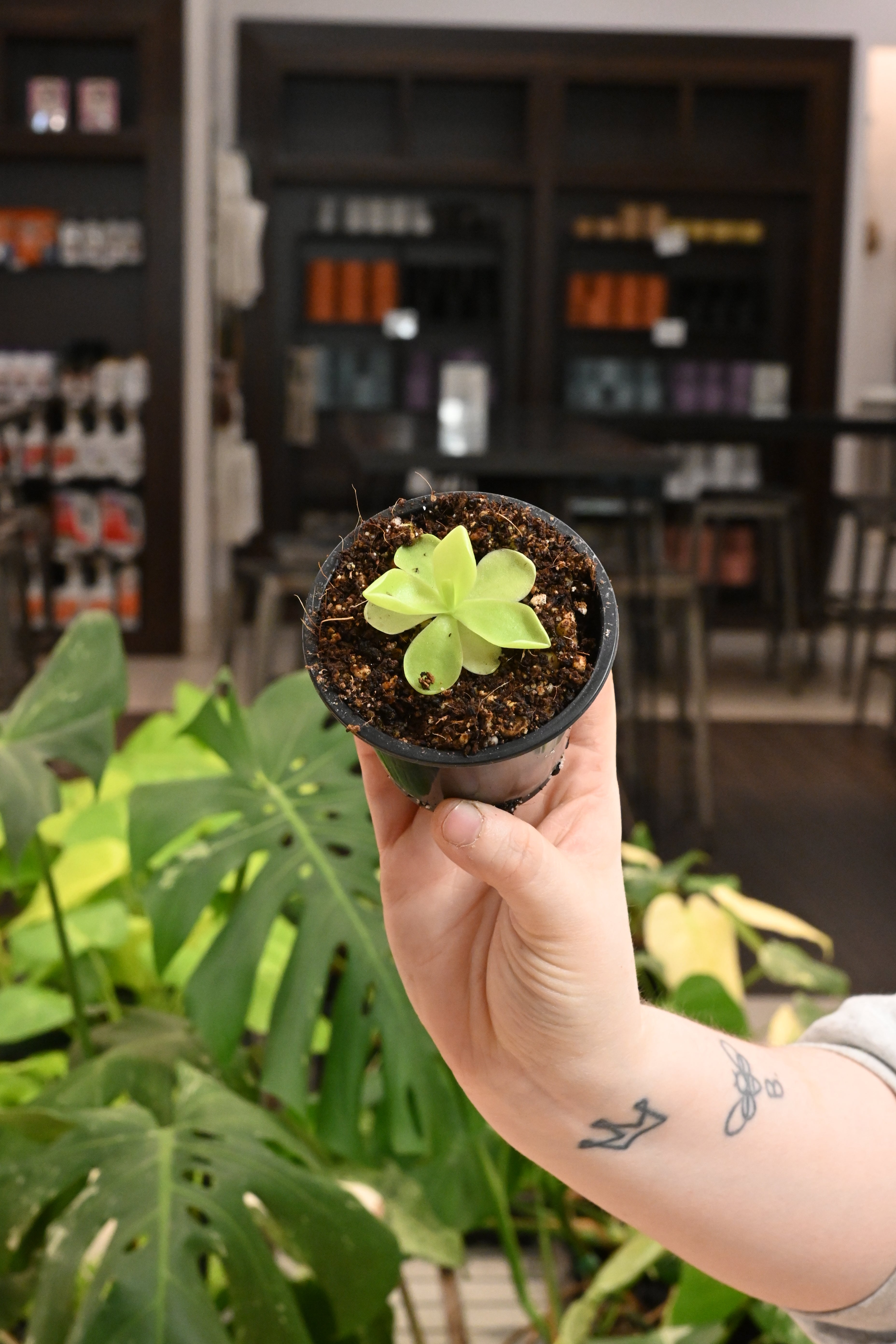 Pinguicula Gigantea