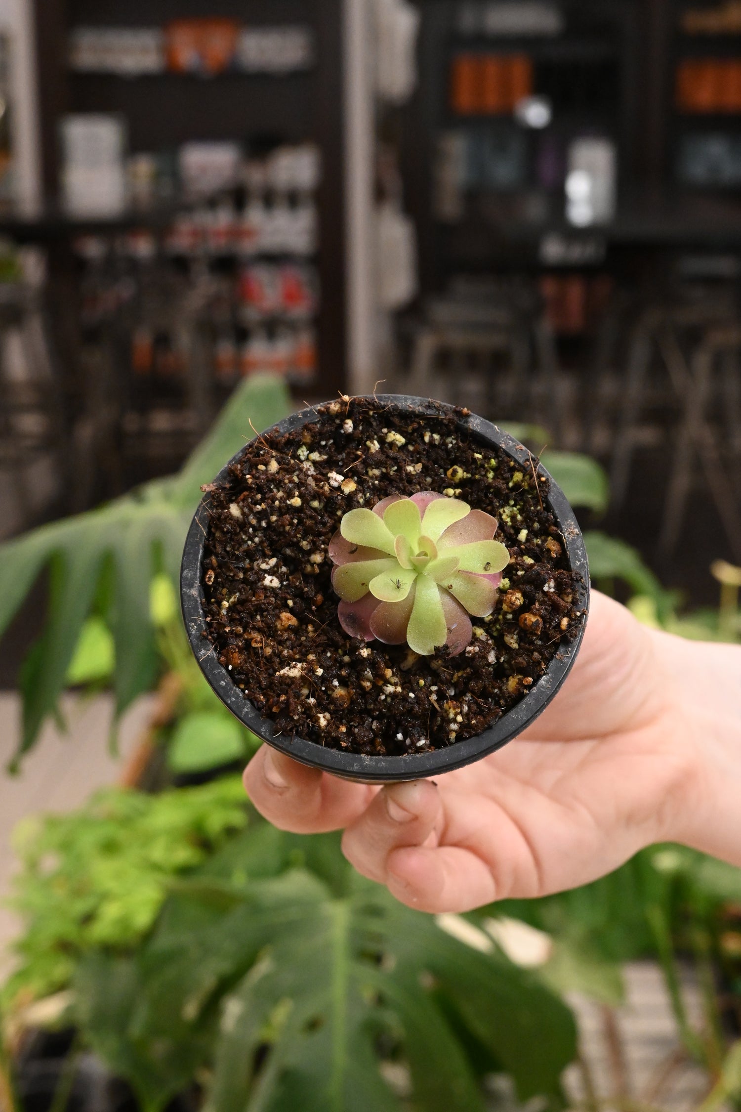Pinguicula Johanna