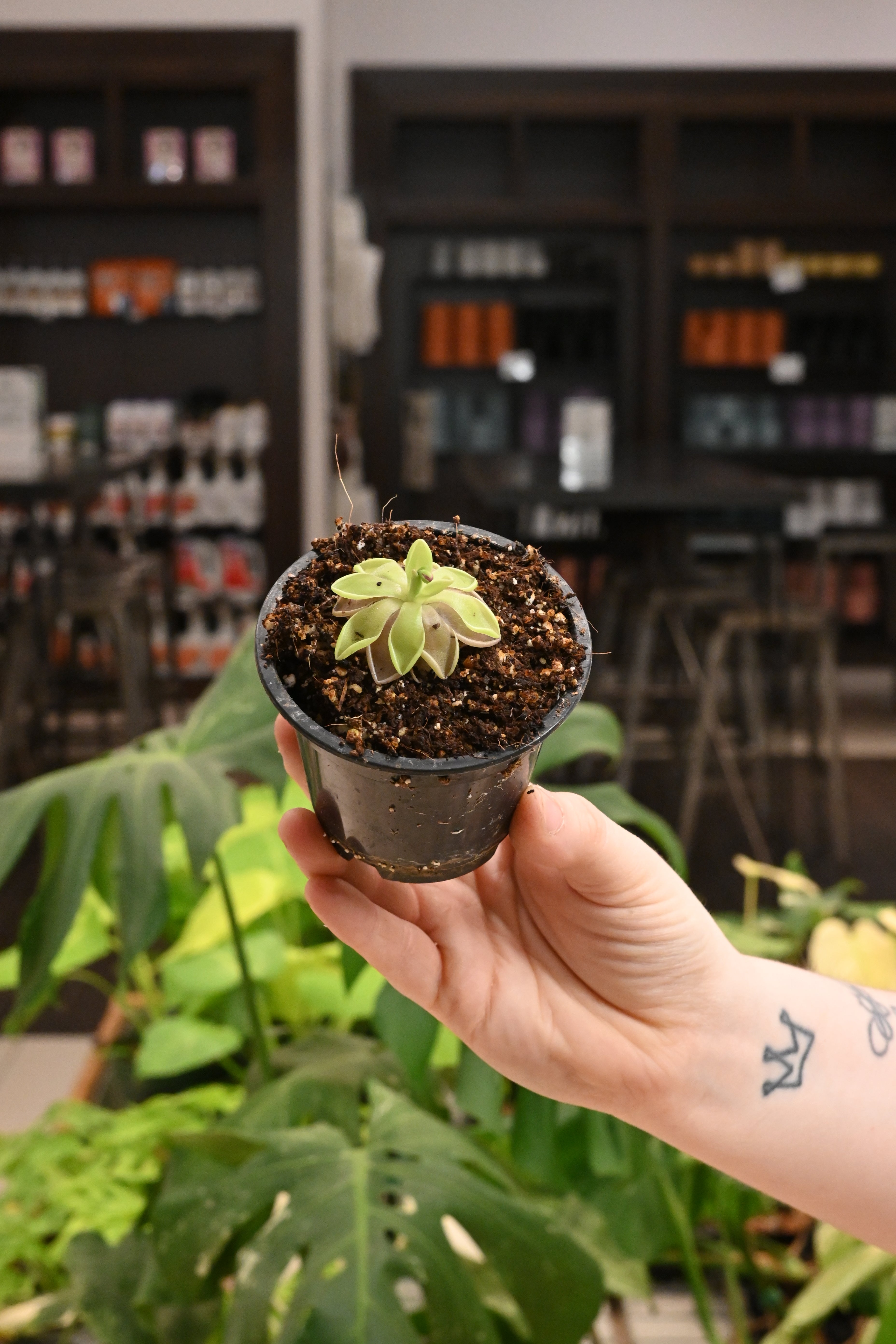 Pinguicula Estrellita