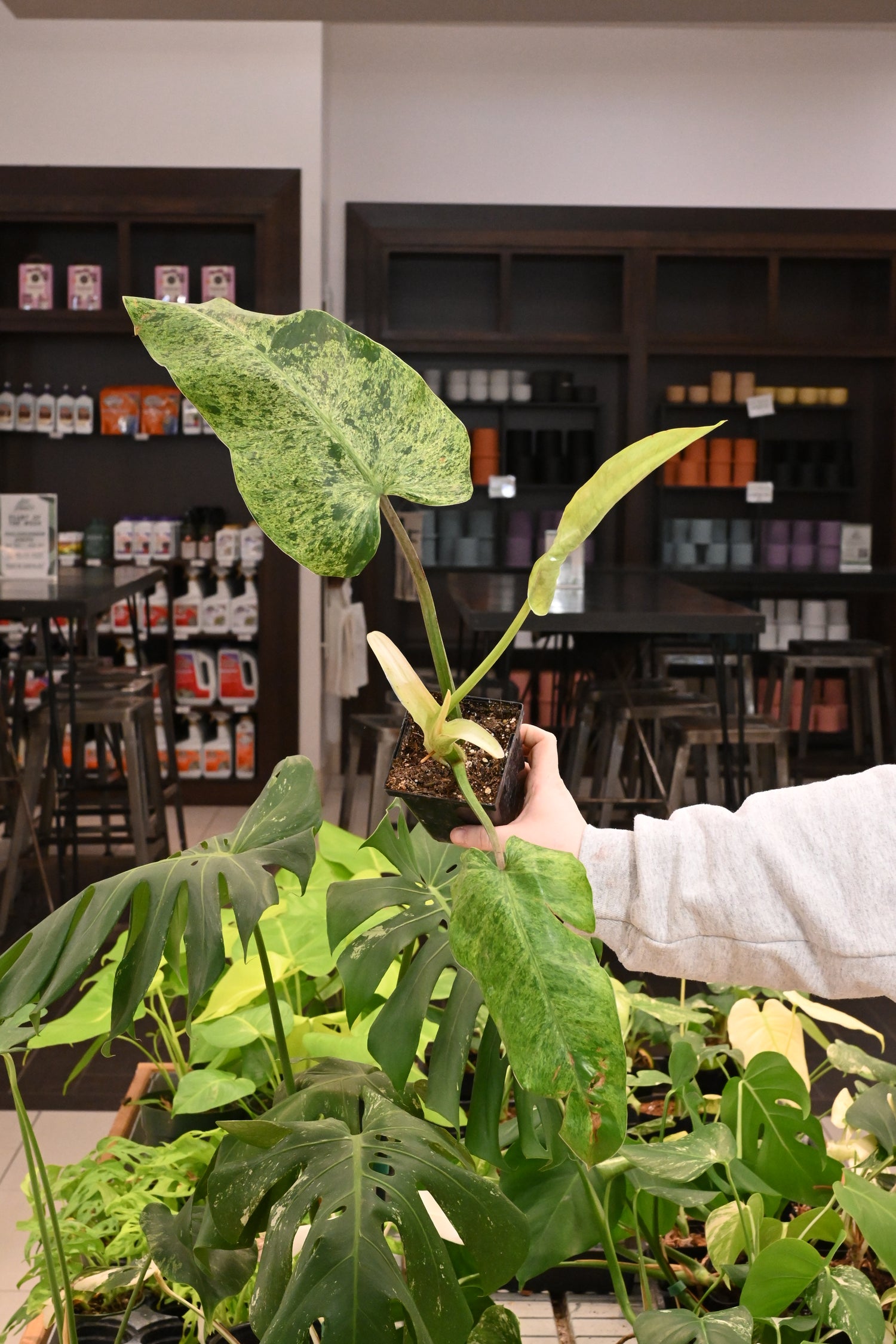 Philodendron Whipple Way Mint