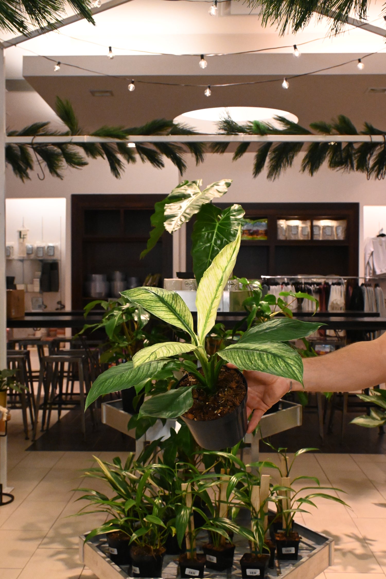 peace lily sensation Spathiphyllum Sensation Mint – Lost in the Forrest