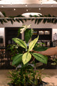 Spathiphyllum Sensation Mint