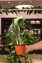 Alocasia Cuprea