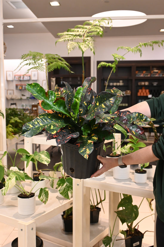 Croton Magnificent