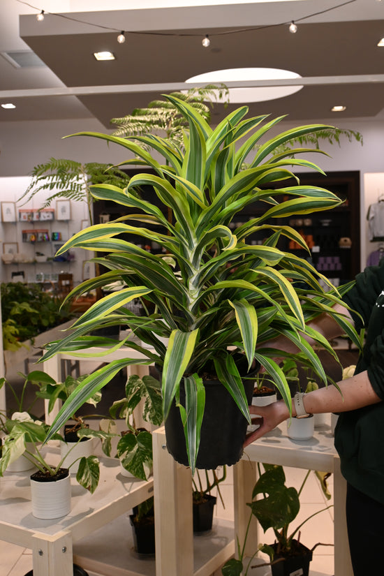 Dracaena Lemon Lime