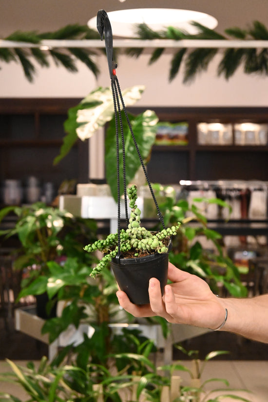 Dischidia Nummularia Dragon Jade