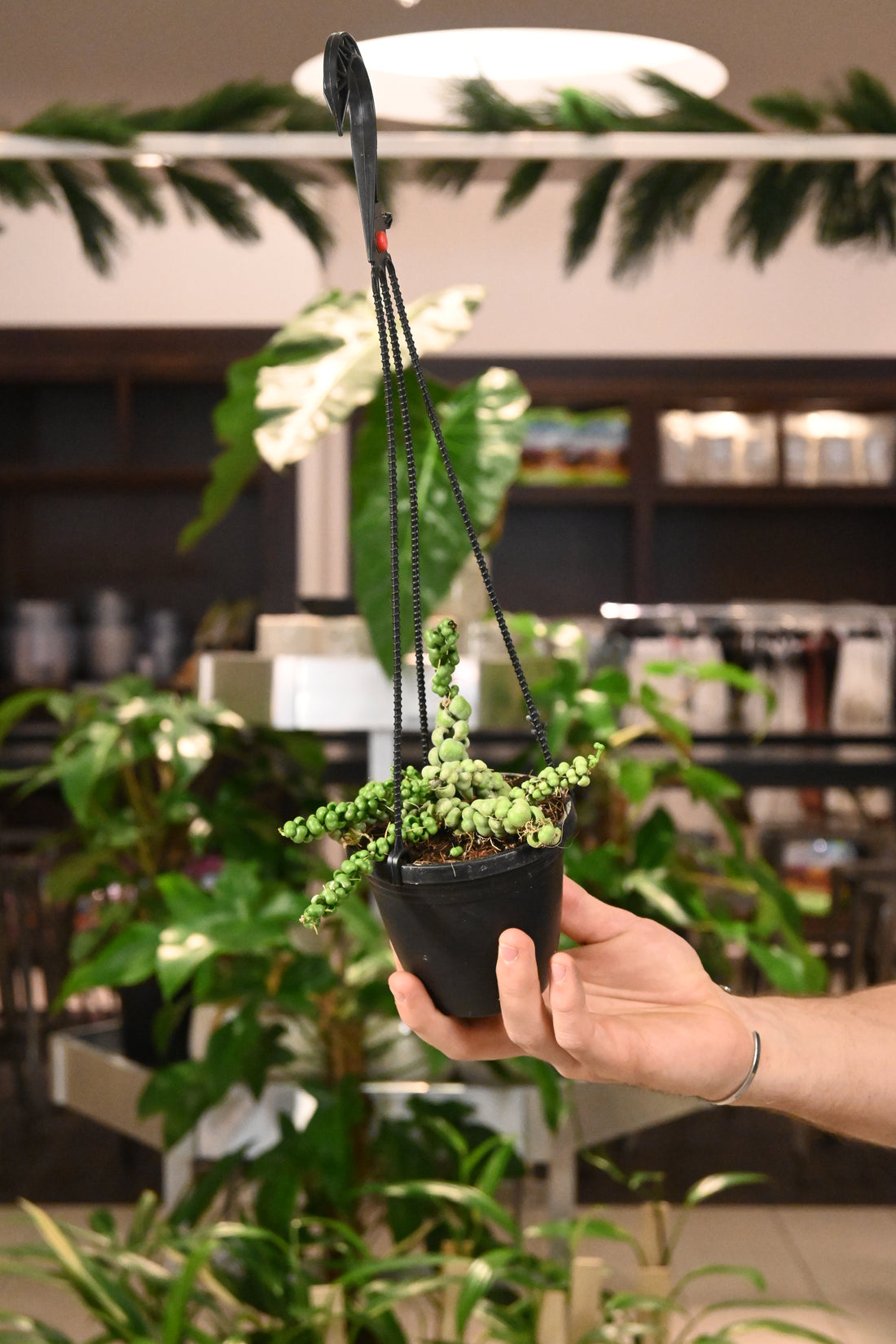 Dischidia Nummularia Dragon Jade