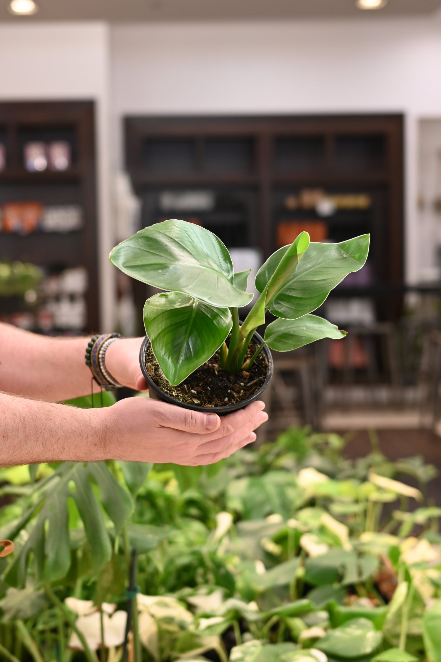 white bird pothos plant White Bird of Paradise – Lost in the Forrest