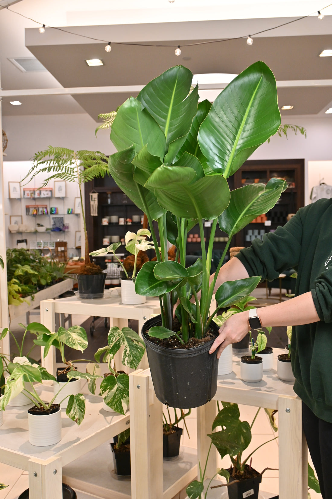 White Bird of Paradise