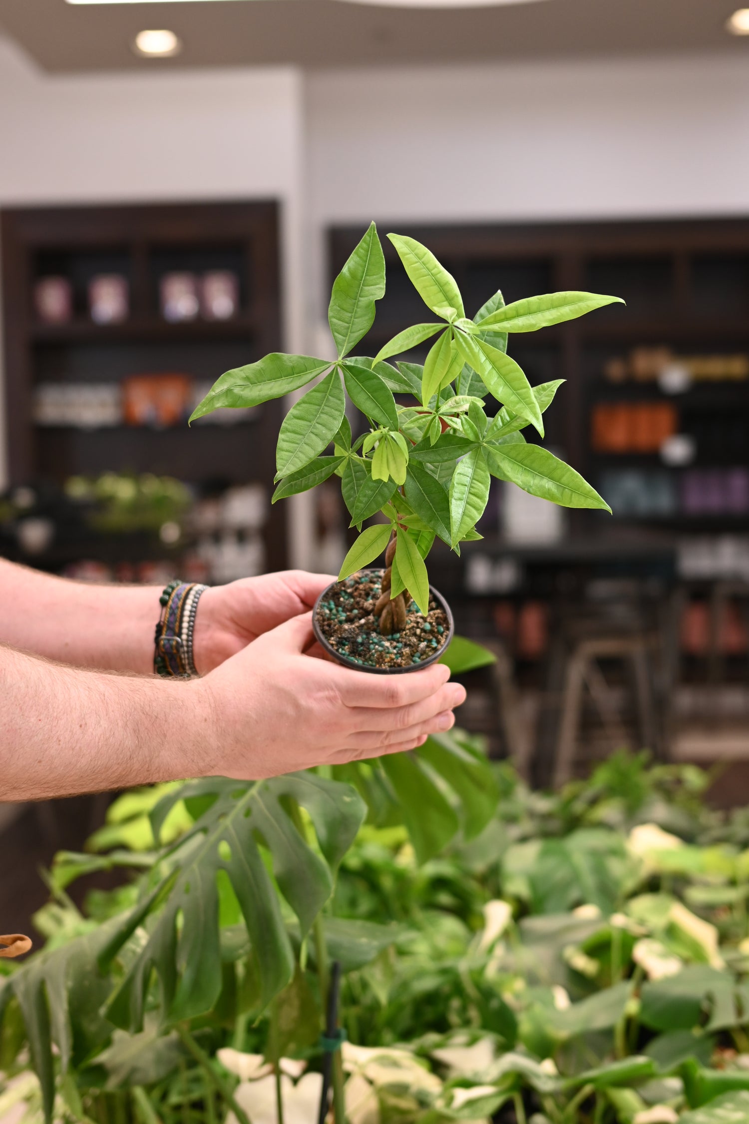 Money Tree