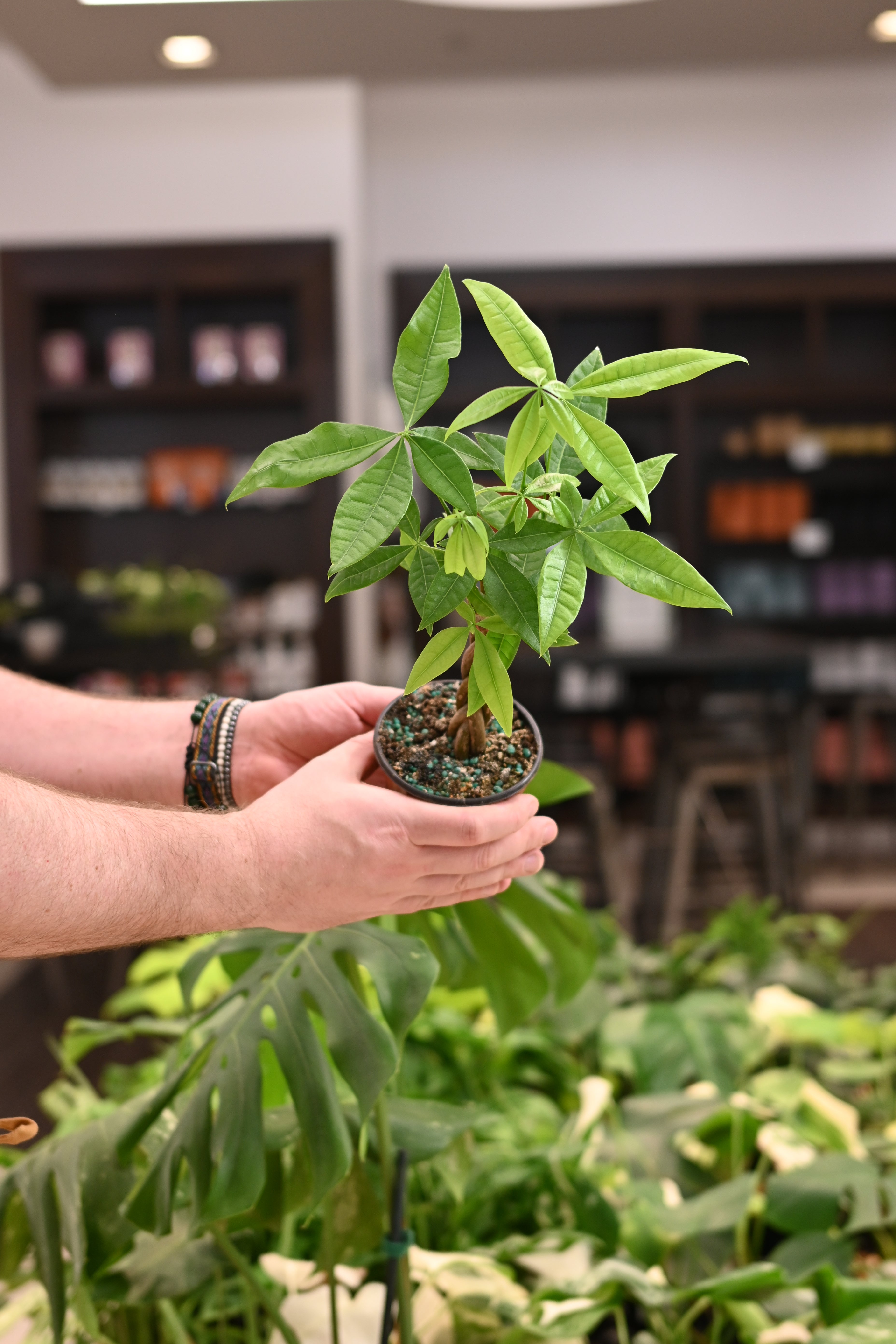 Money Tree