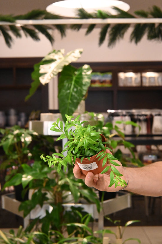 Lipstick Japhrolepsis