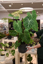 Philodendron Gloriosum