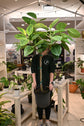 Ficus Altissima