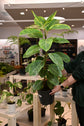 Ficus Altissima
