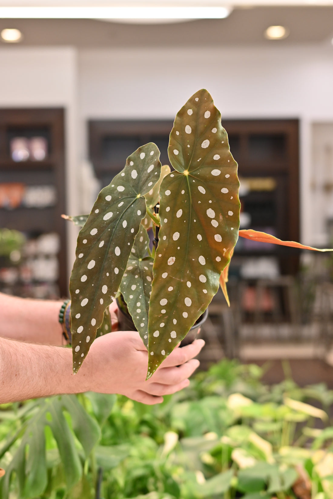 Begonia Maculata