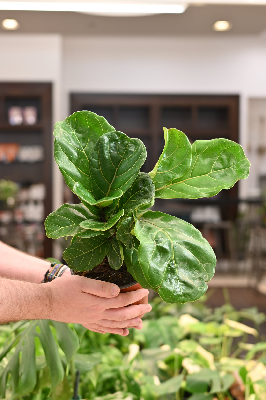 Ficus Lyrata Bush