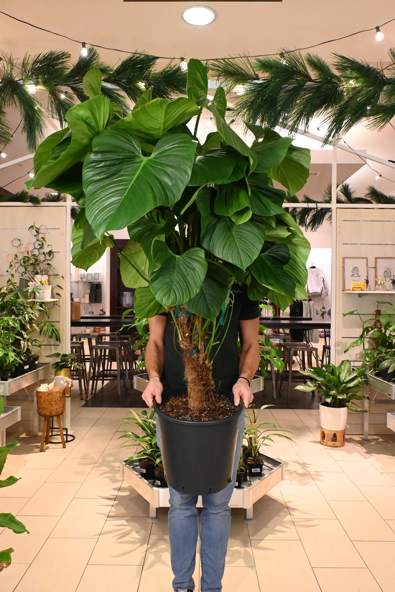 philodendron hairy petioles Philodendron Fuzzy Petiole – Lost in the Forrest