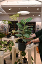 Ficus Audrey