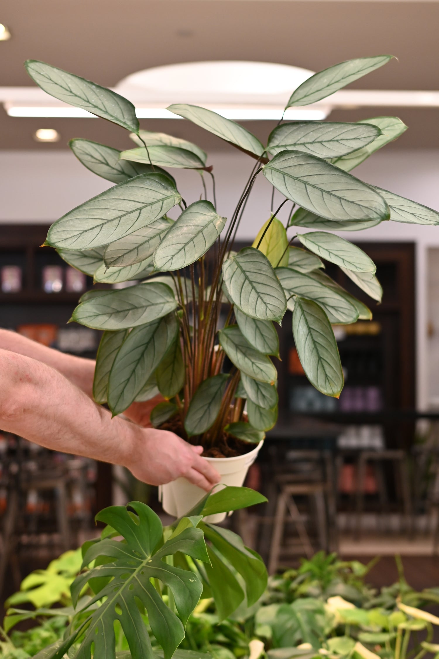 Calathea Grey Star