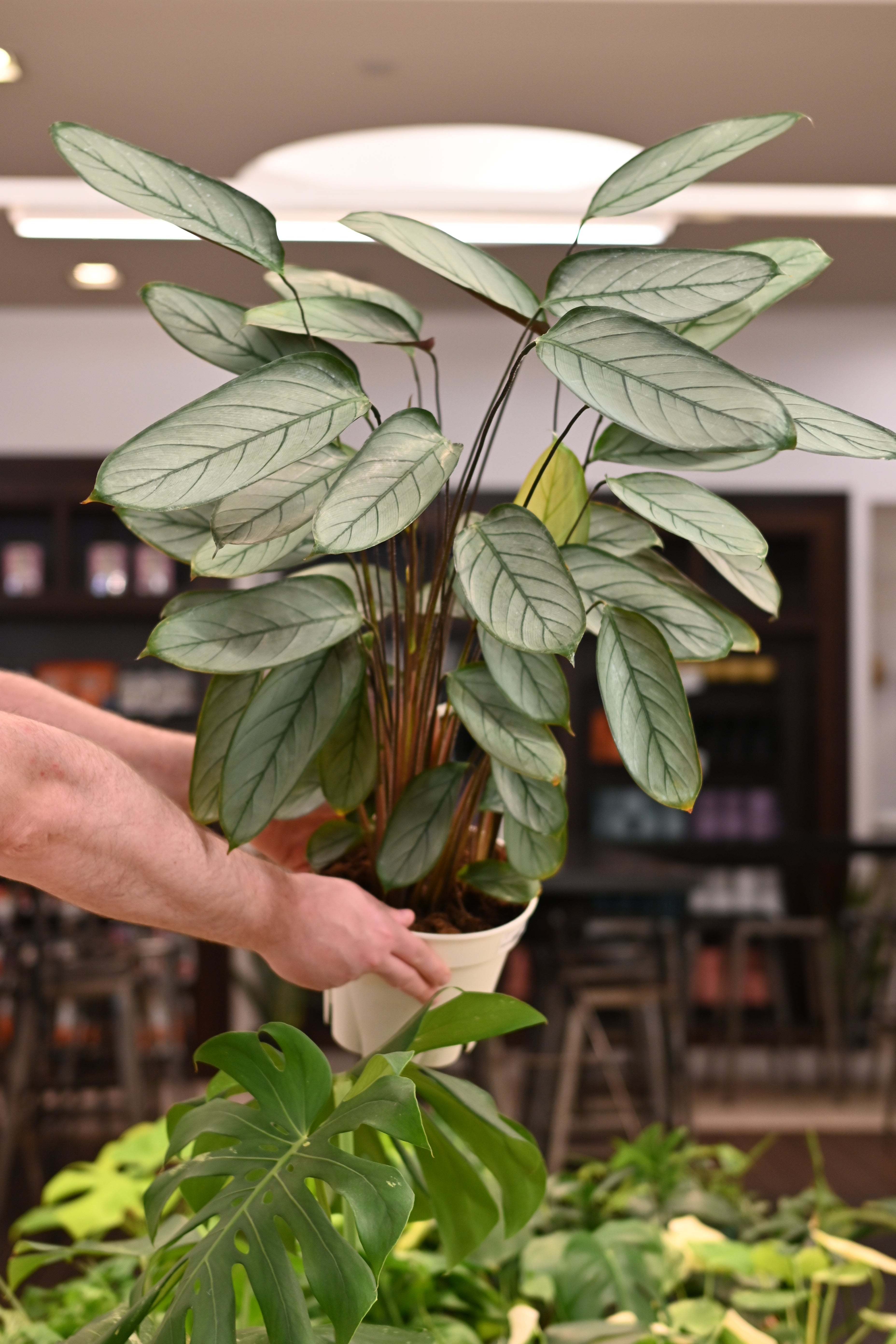 Calathea Grey Star