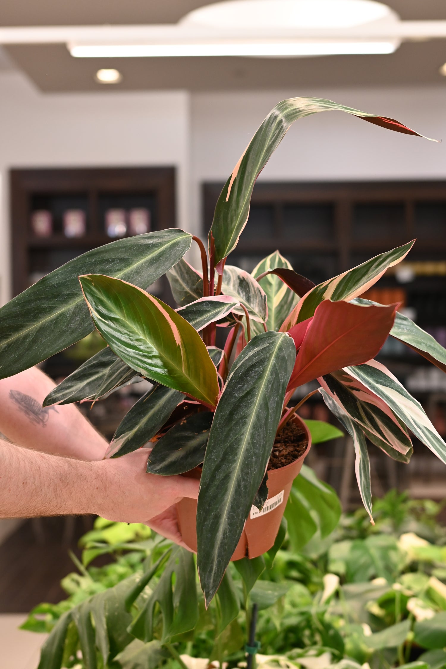 Stromanthe Triostar