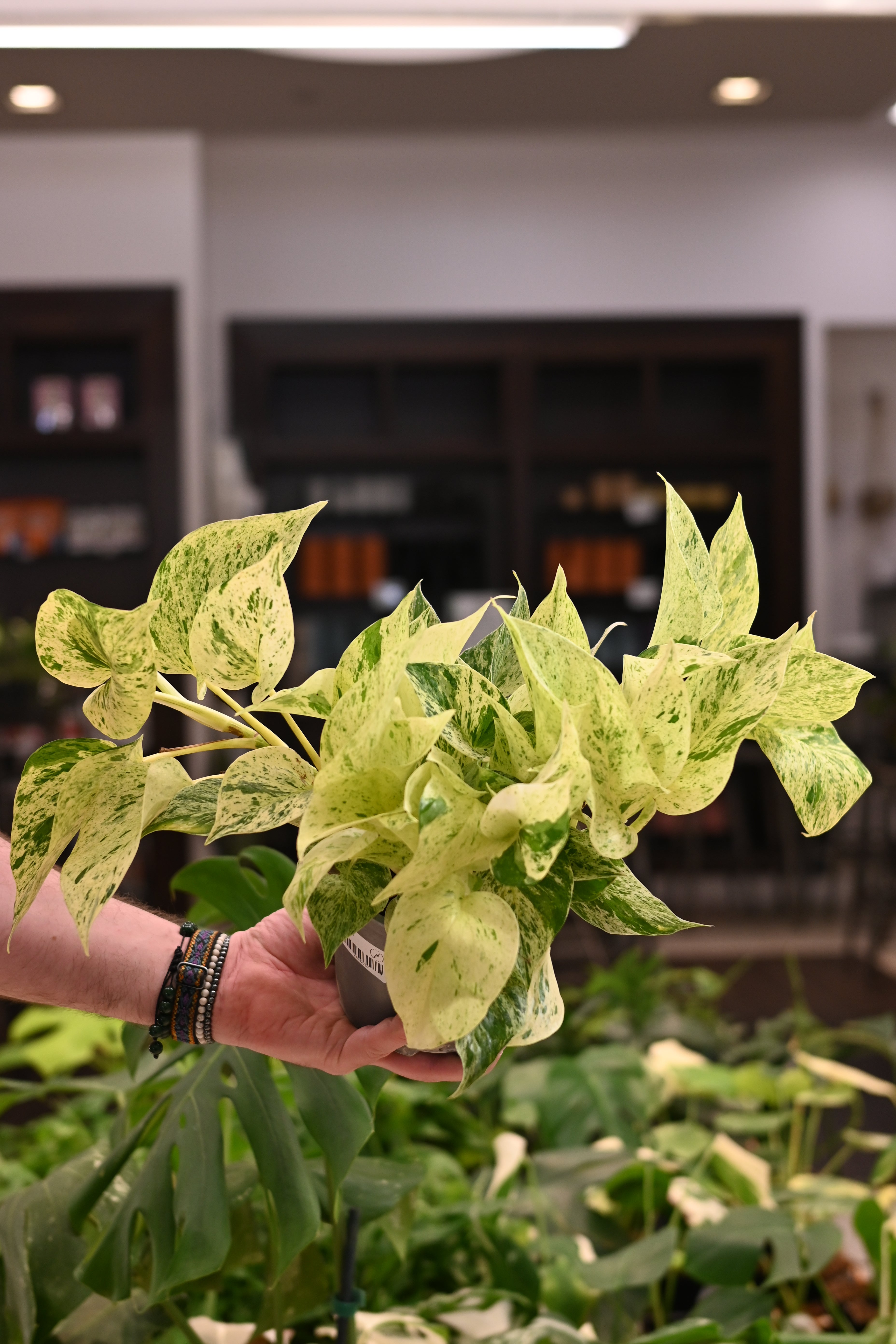 Snow Queen Pothos