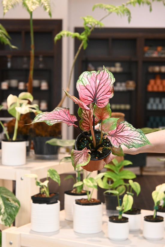 Caladium Dance Queen