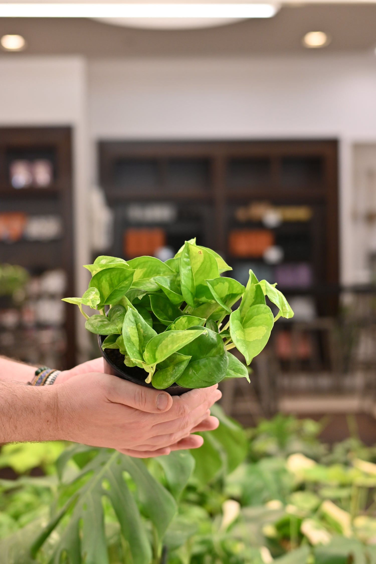 Epipremnum Global Green