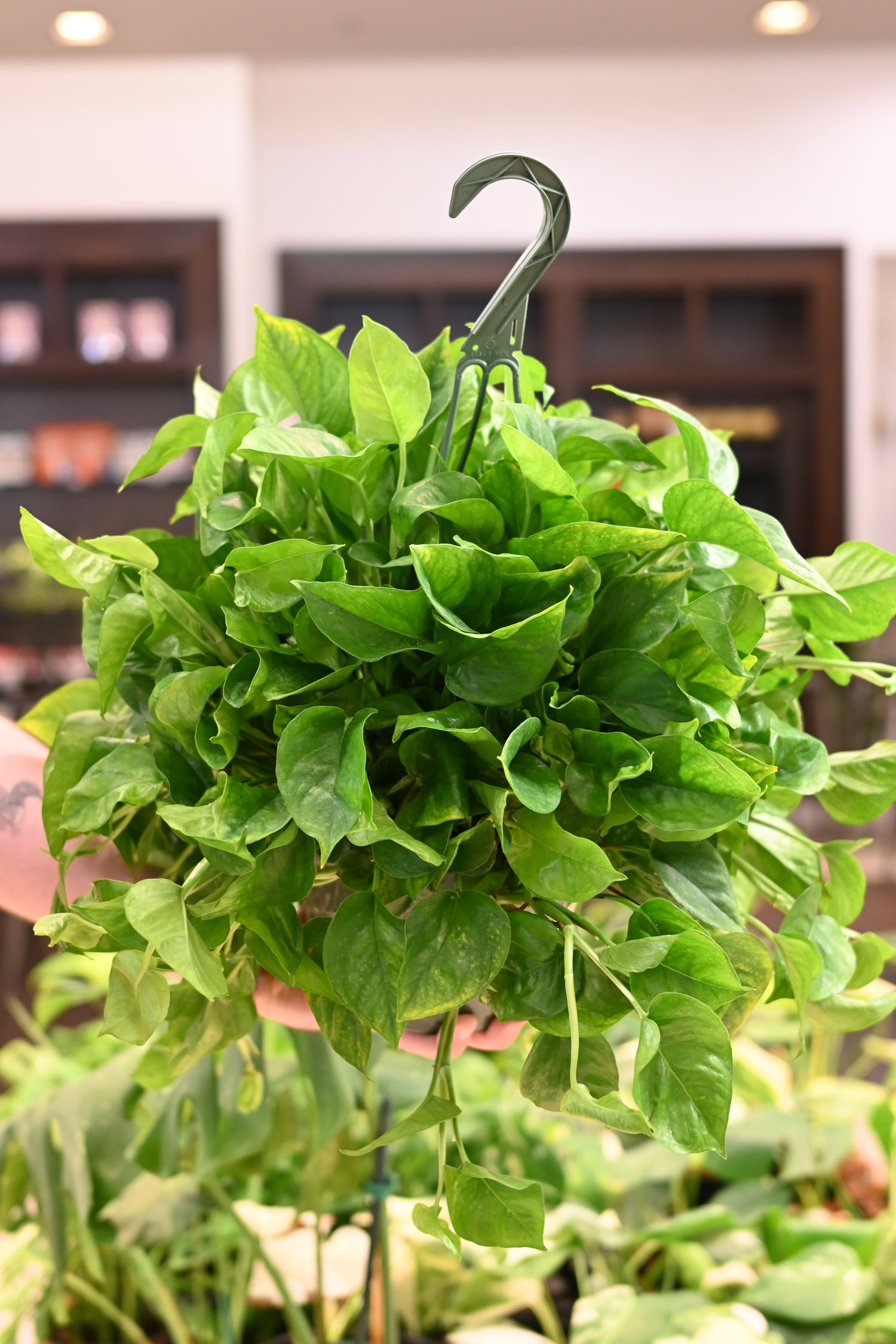 Epipremnum Emerald