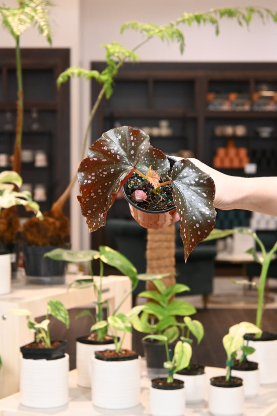 Begonia Cracklin&