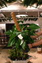 Philodendron White Princess