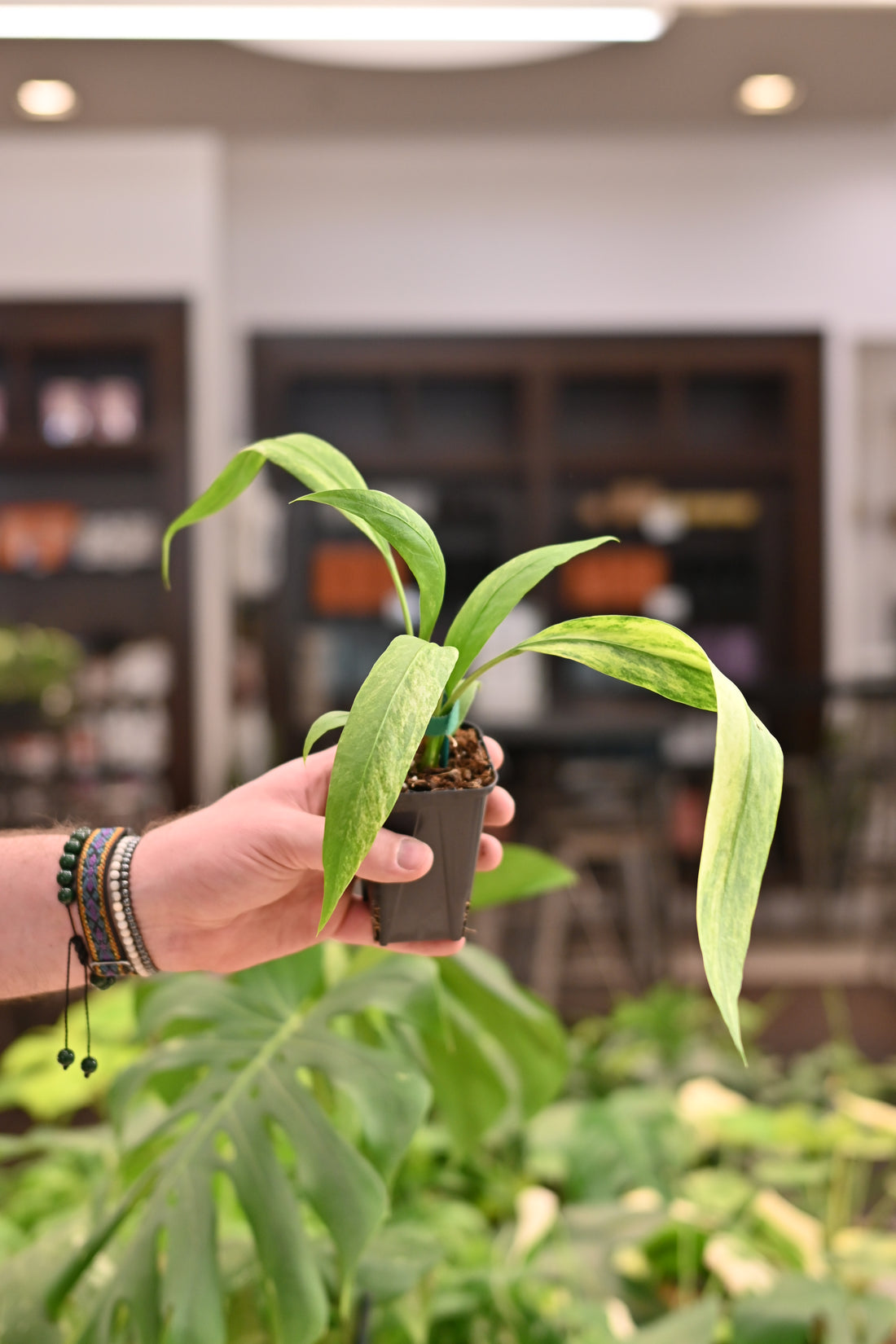 Anthurium Vittariifolium Variegated