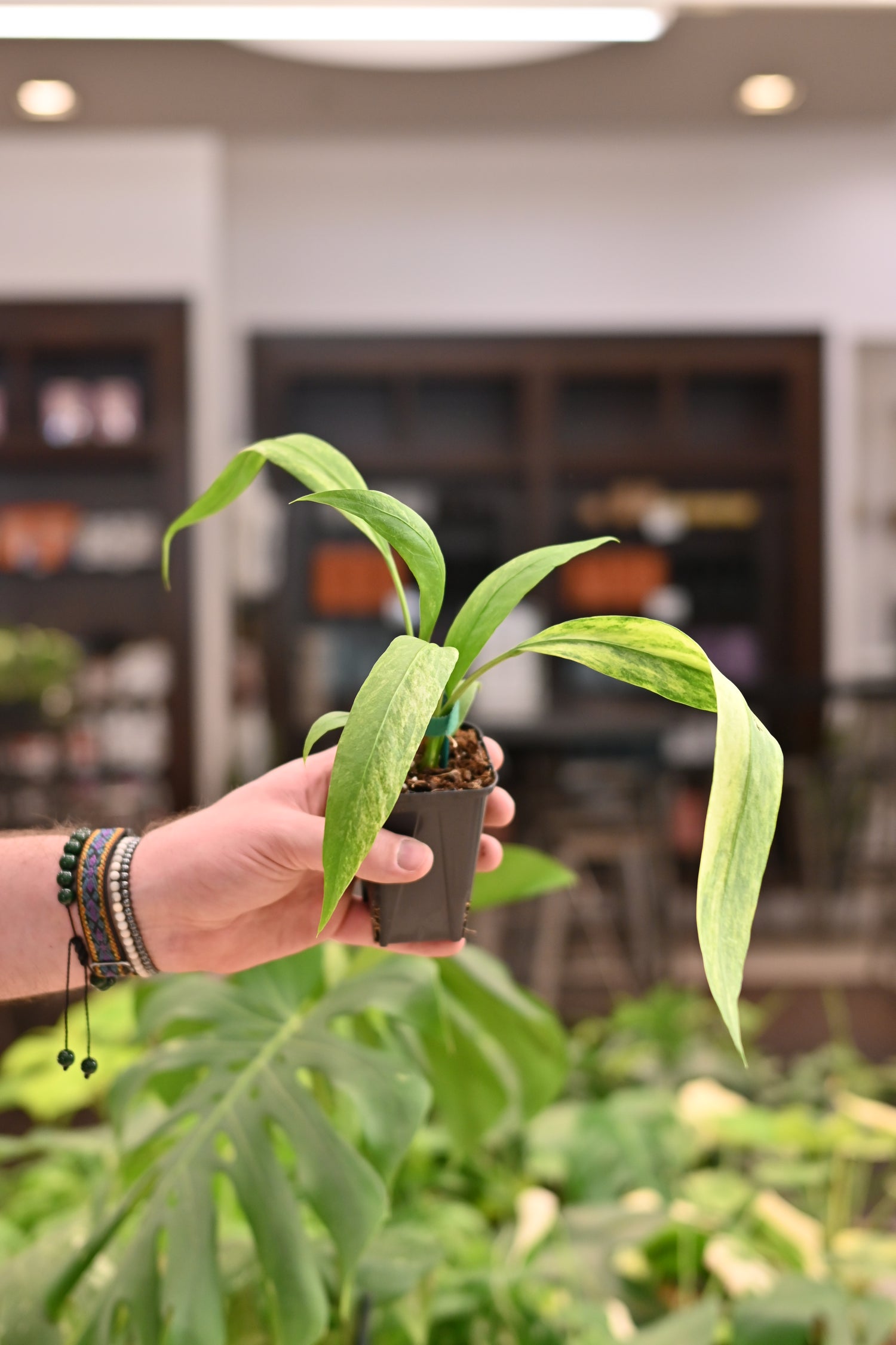 Anthurium Vittariifolium Variegated