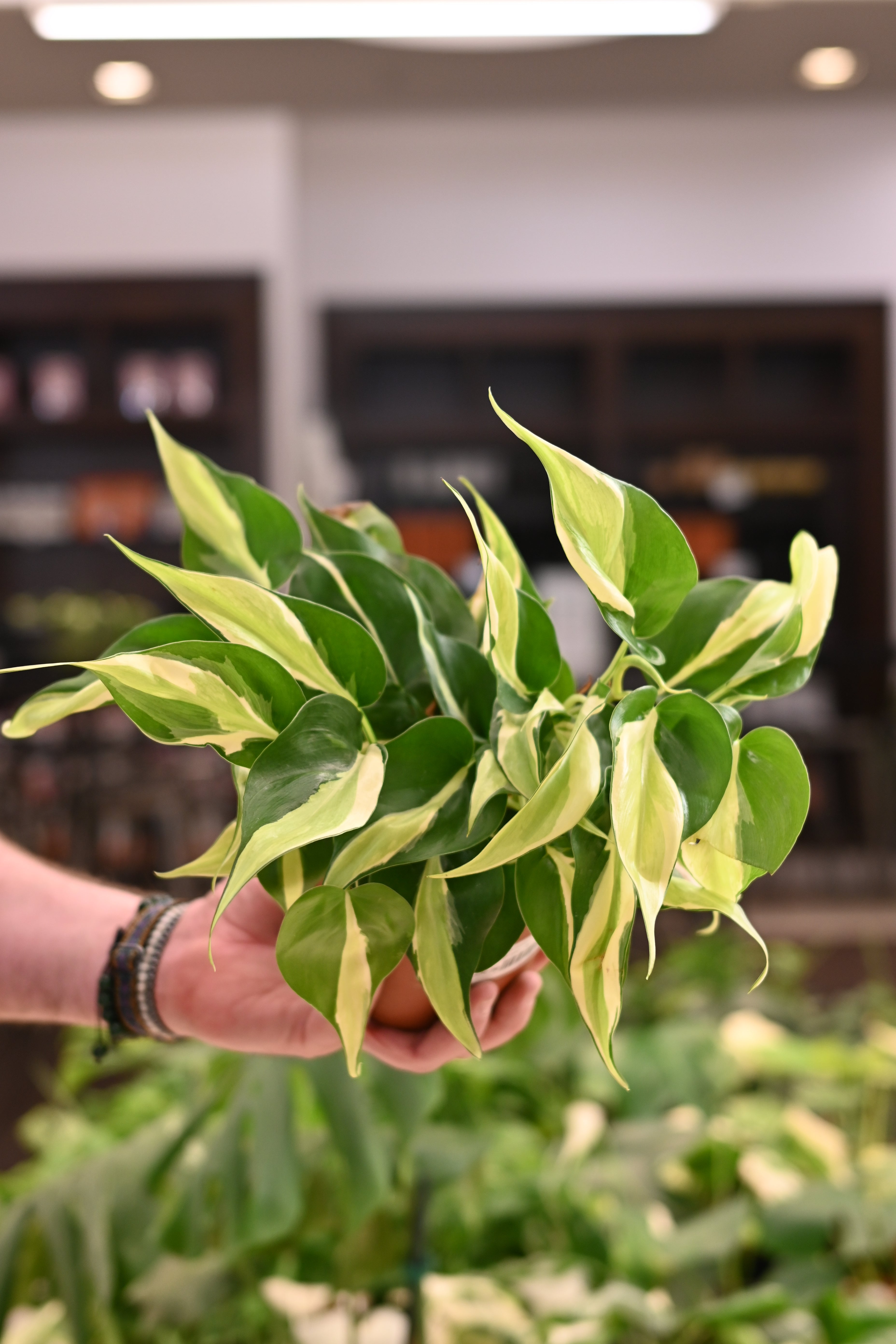 Philodendron Silver Stripe