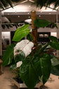 Philodendron White Princess