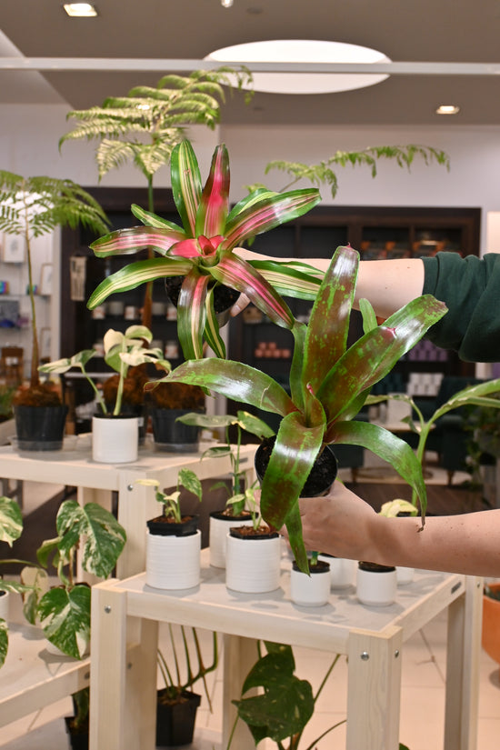 Bromeliad Assorted