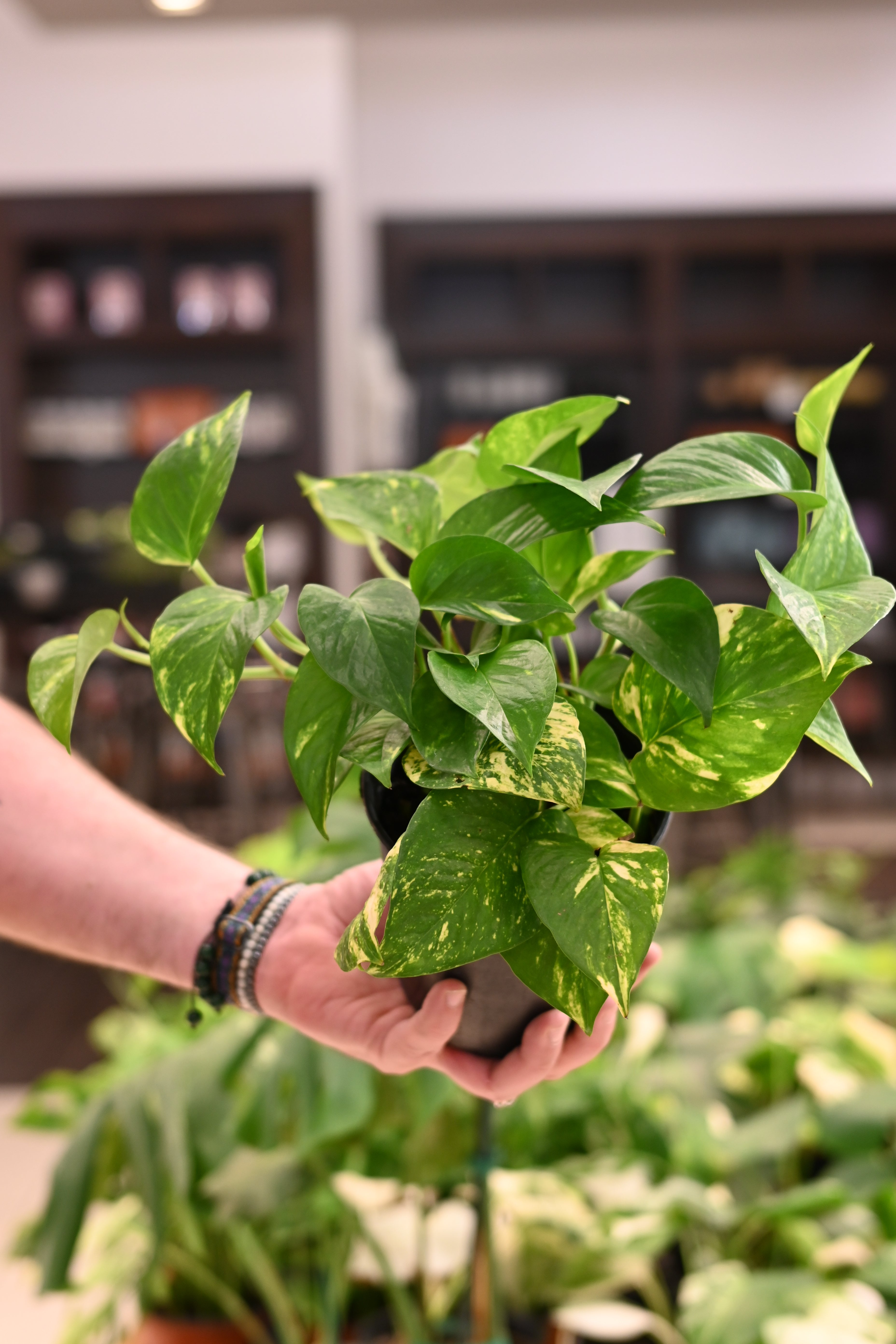 Hawaiian Pothos