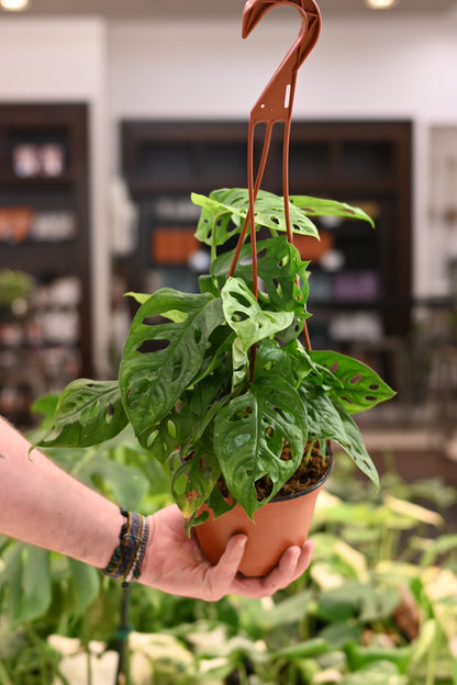 Monstera Adansonii Wide Form