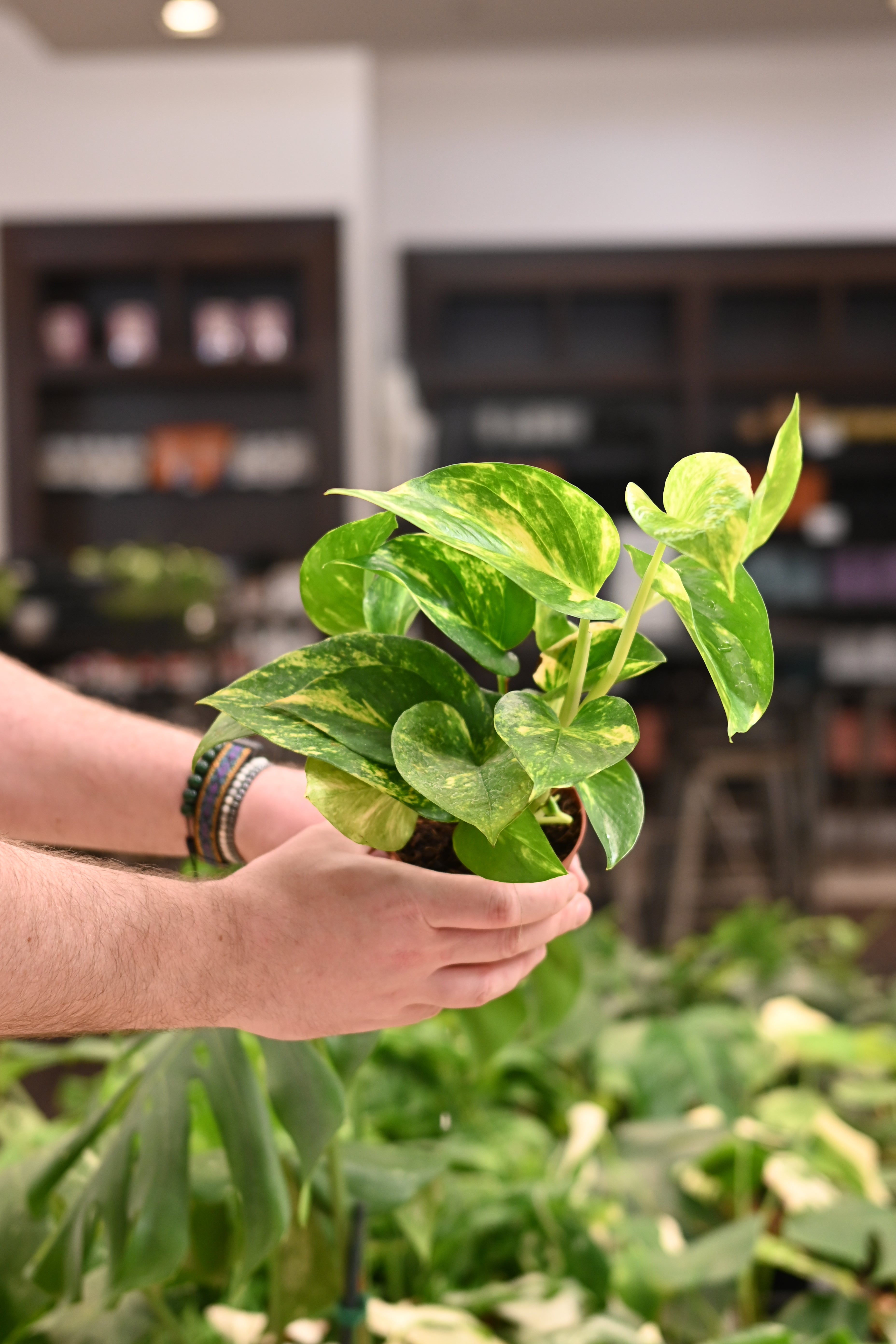 Hawaiian Pothos