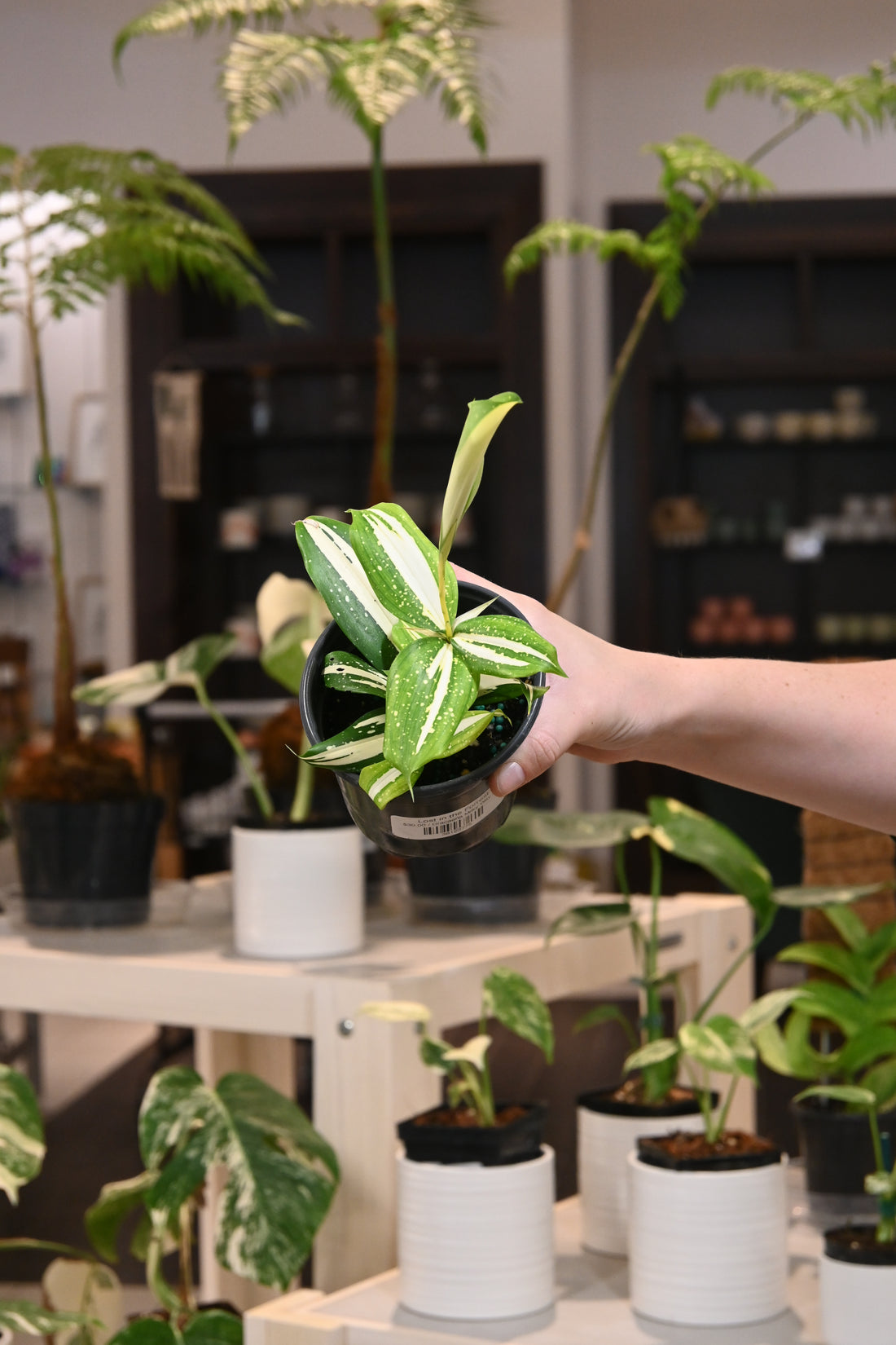 Dracaena Milky Way