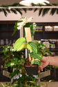 Scindapsus Jade Satin Variegated on Plank