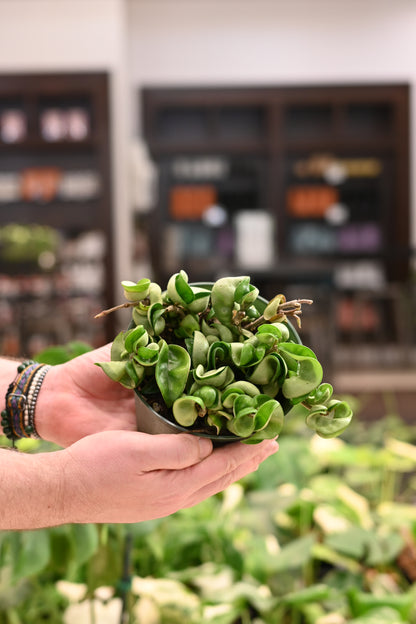 Hoya Compacta