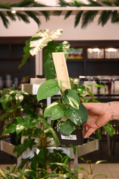 Scindapsus Jade Satin Variegated on Plank