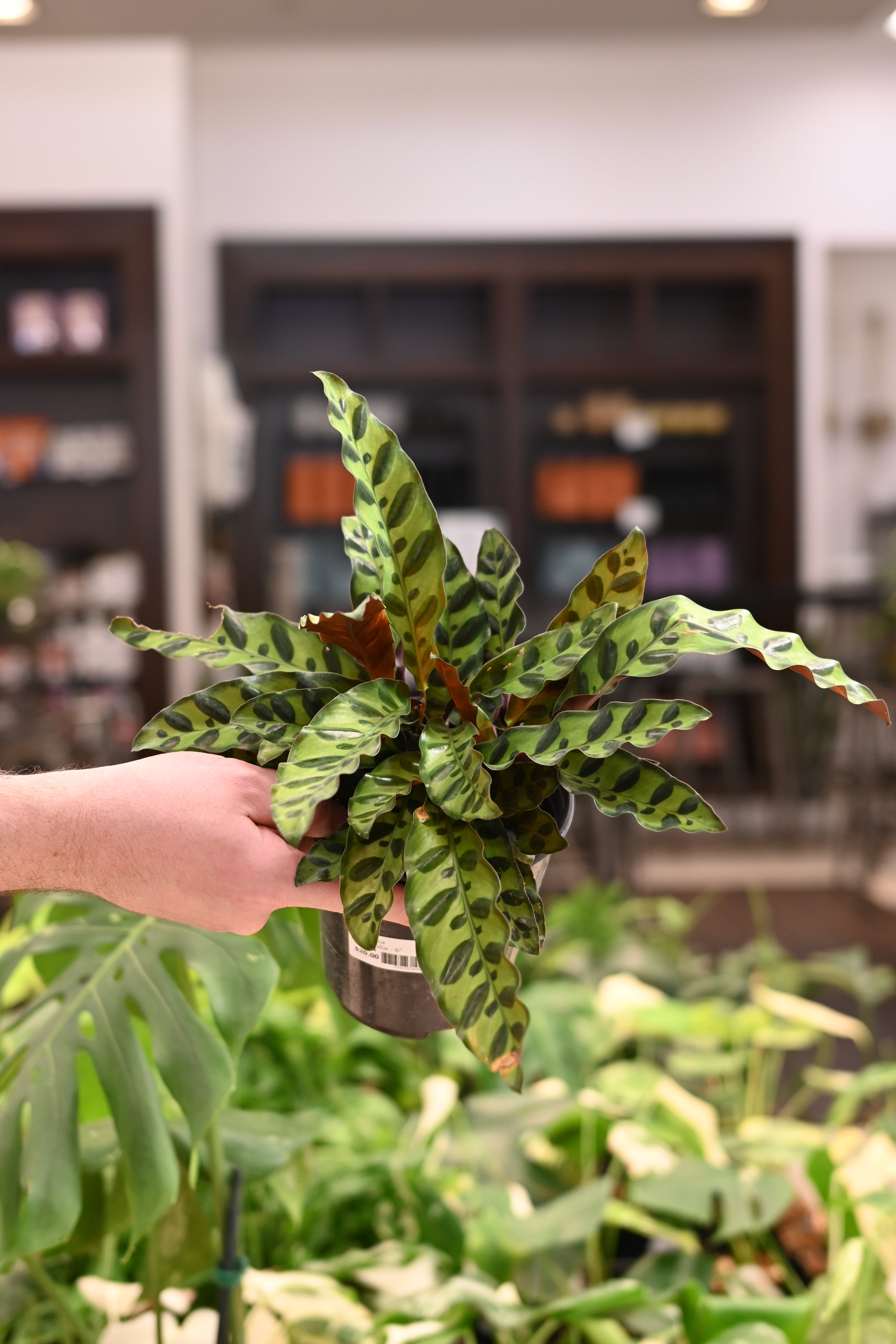 Calathea Lancifolia