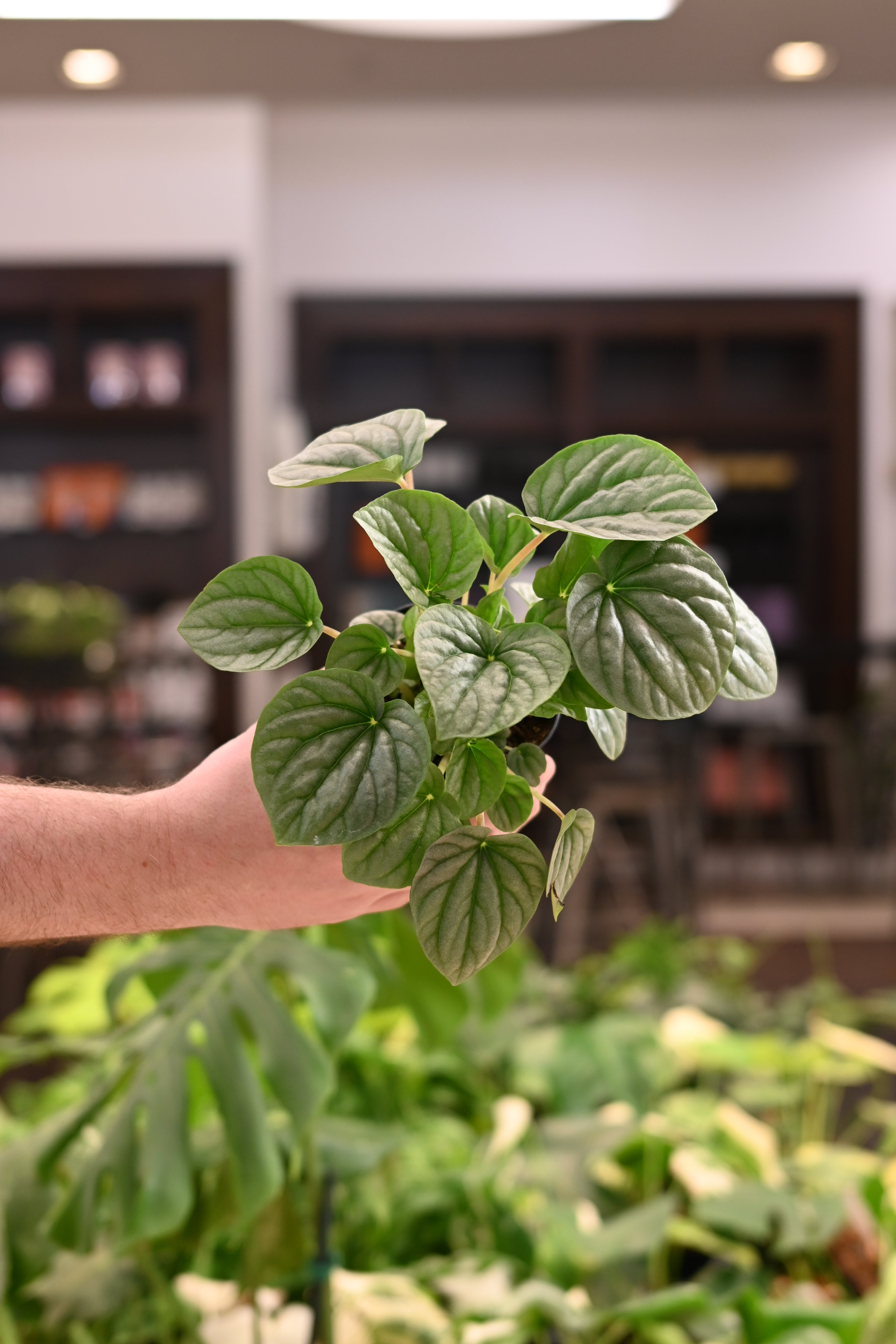 Peperomia Frost