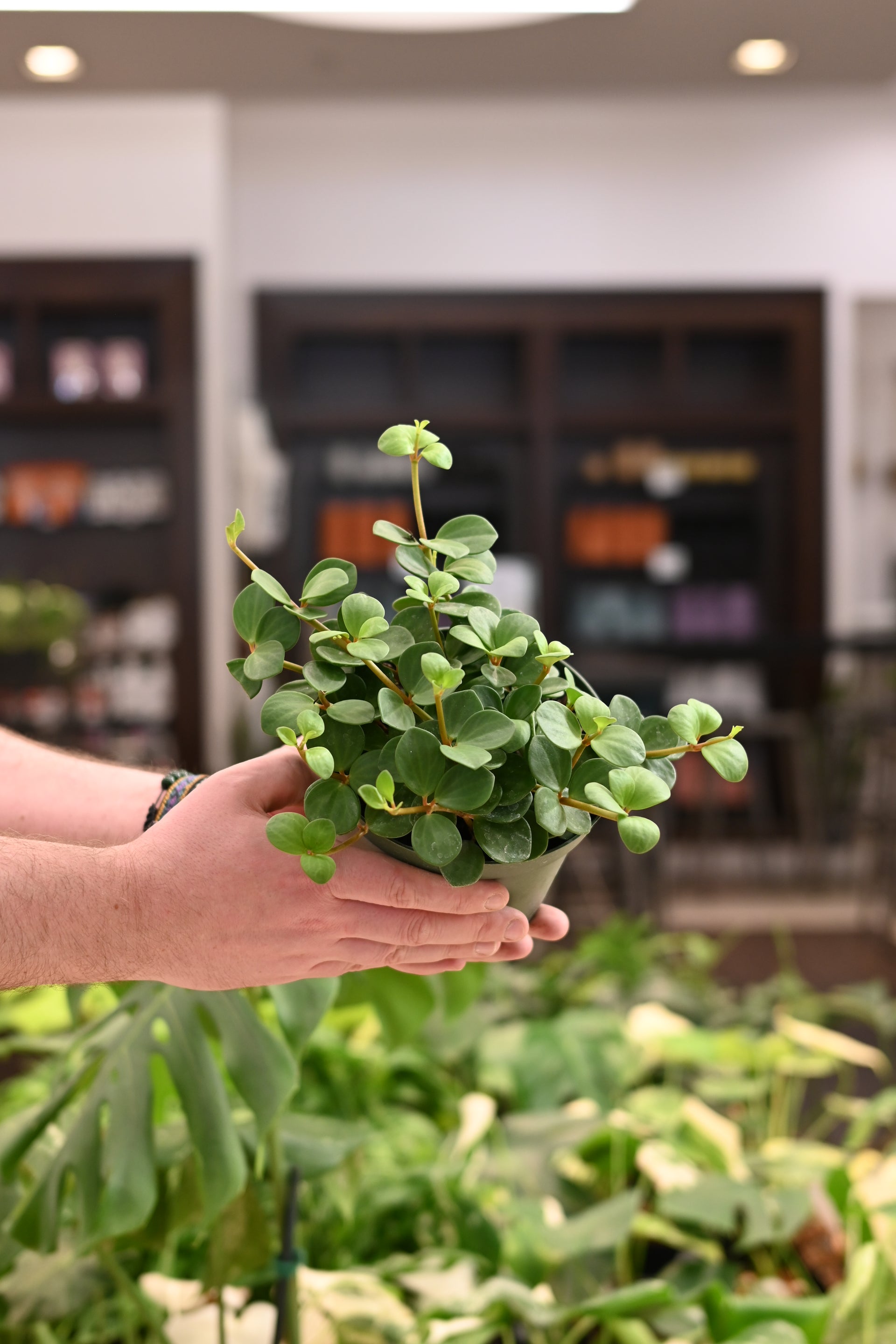 hope succulent Peperomia Hope 8"HB