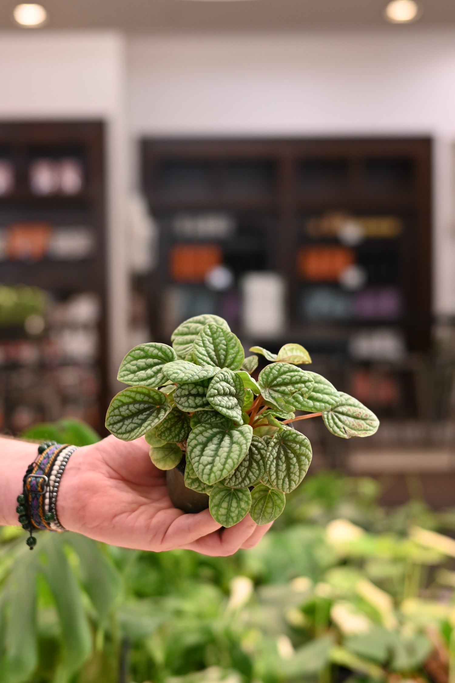 Peperomia Burbella