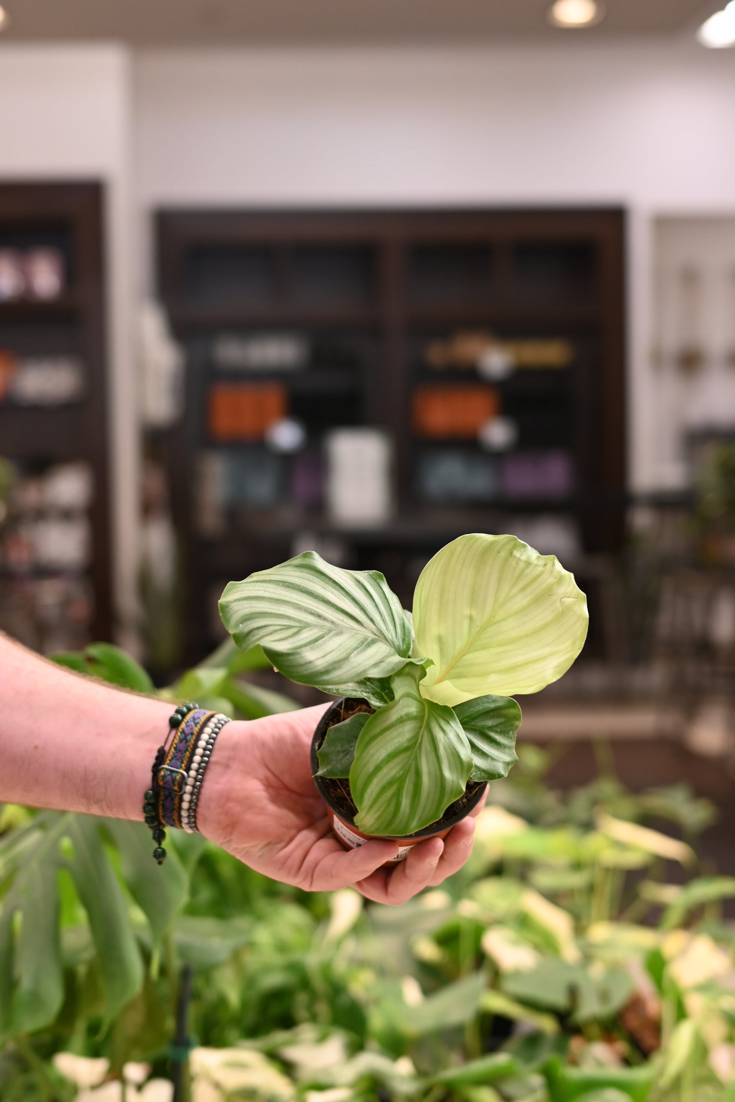 Calathea Orbifolia